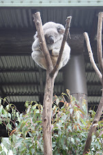 Koala i Australia Zoo