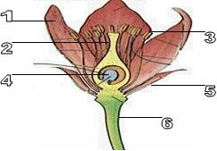 Bios Logia Study Of Life Pembelahan Sel