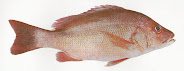 Snapper