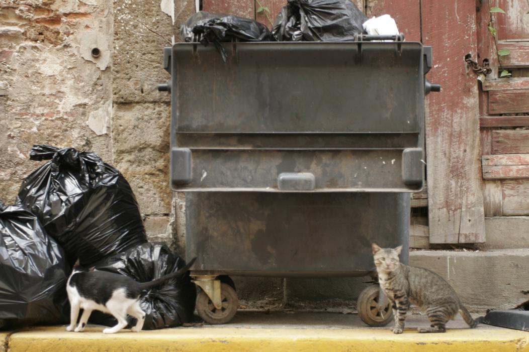 [basurero+y+gatos.JPG]