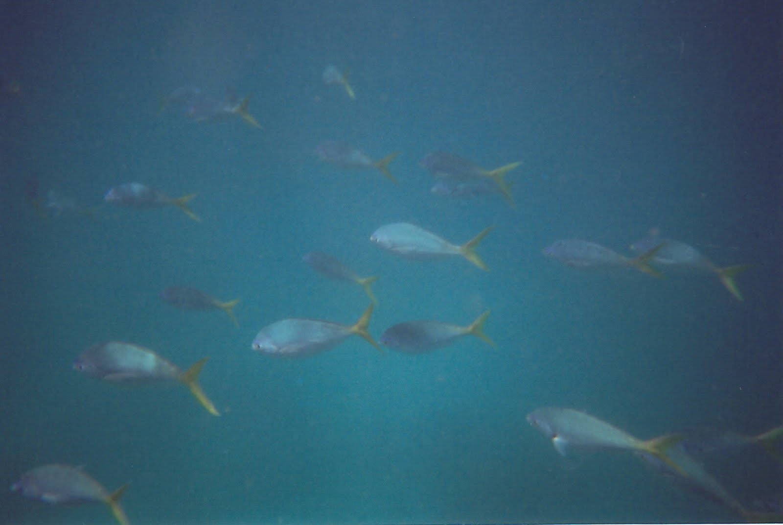 Light Turquoise Colour