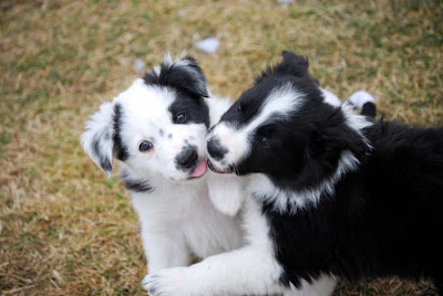 Kissing Puppies