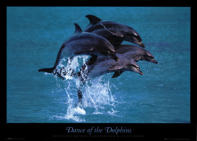 اجمل الصور للدلافين PH0009~Dance-of-The-Dolphins-Posters