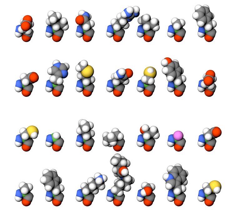 Amino Acid Protein