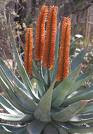 Aloe ferox