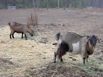 Cashmere goats