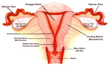 Genitalia Interna Wanita