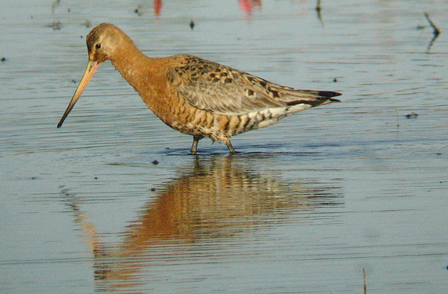 [btgodwit5.JPG]