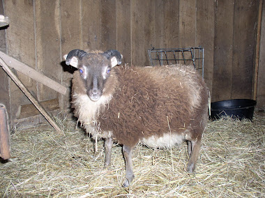 Gray foot 2010 Ram lamb