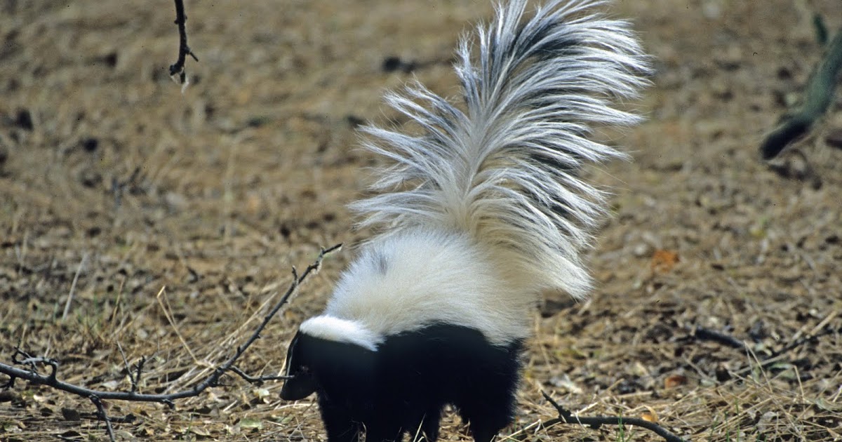The Azure Gate Hooded Skunk