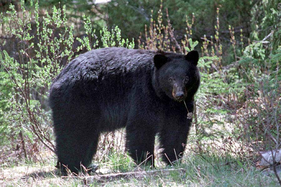 Black Bear Male
