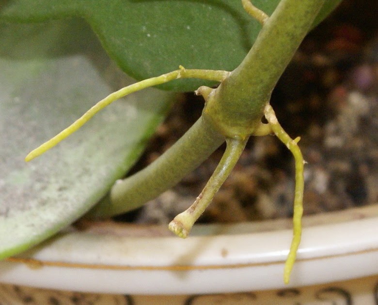 Leon Lem Hoya Flower Blooming