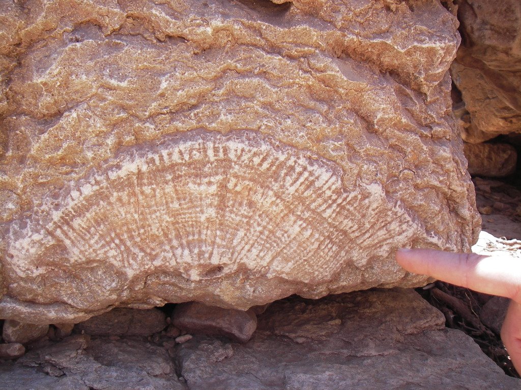 [fossil.JPG]