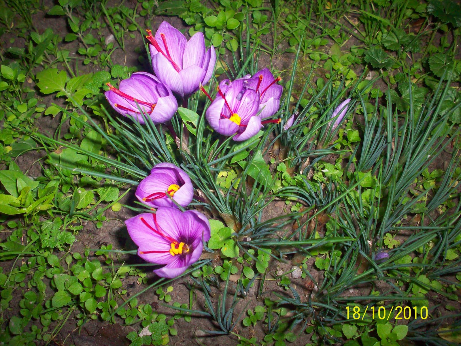 Crocus Saffron