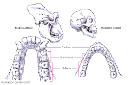 Evolución del cráneo humano