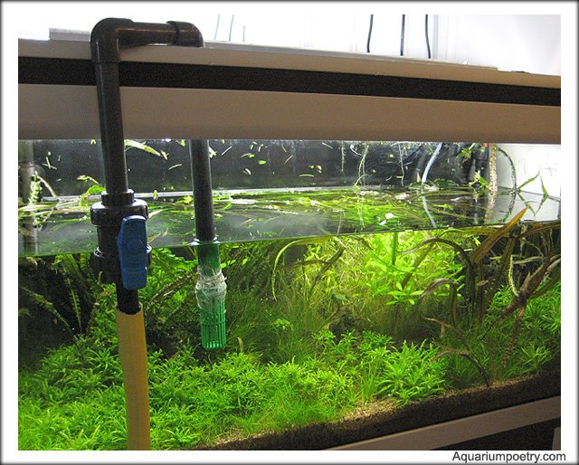 Preparation and Maintenance of a Planted Aquarium With a Nutrient Rich