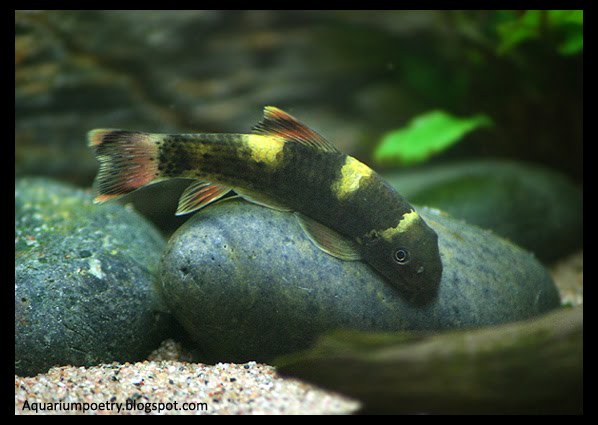 pitbull pleco