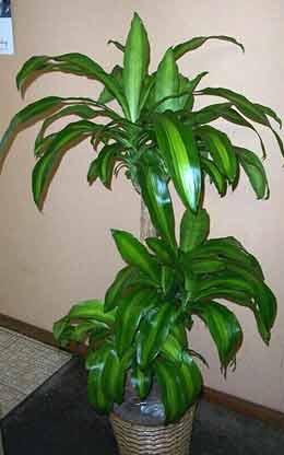 Dracena Masangeana