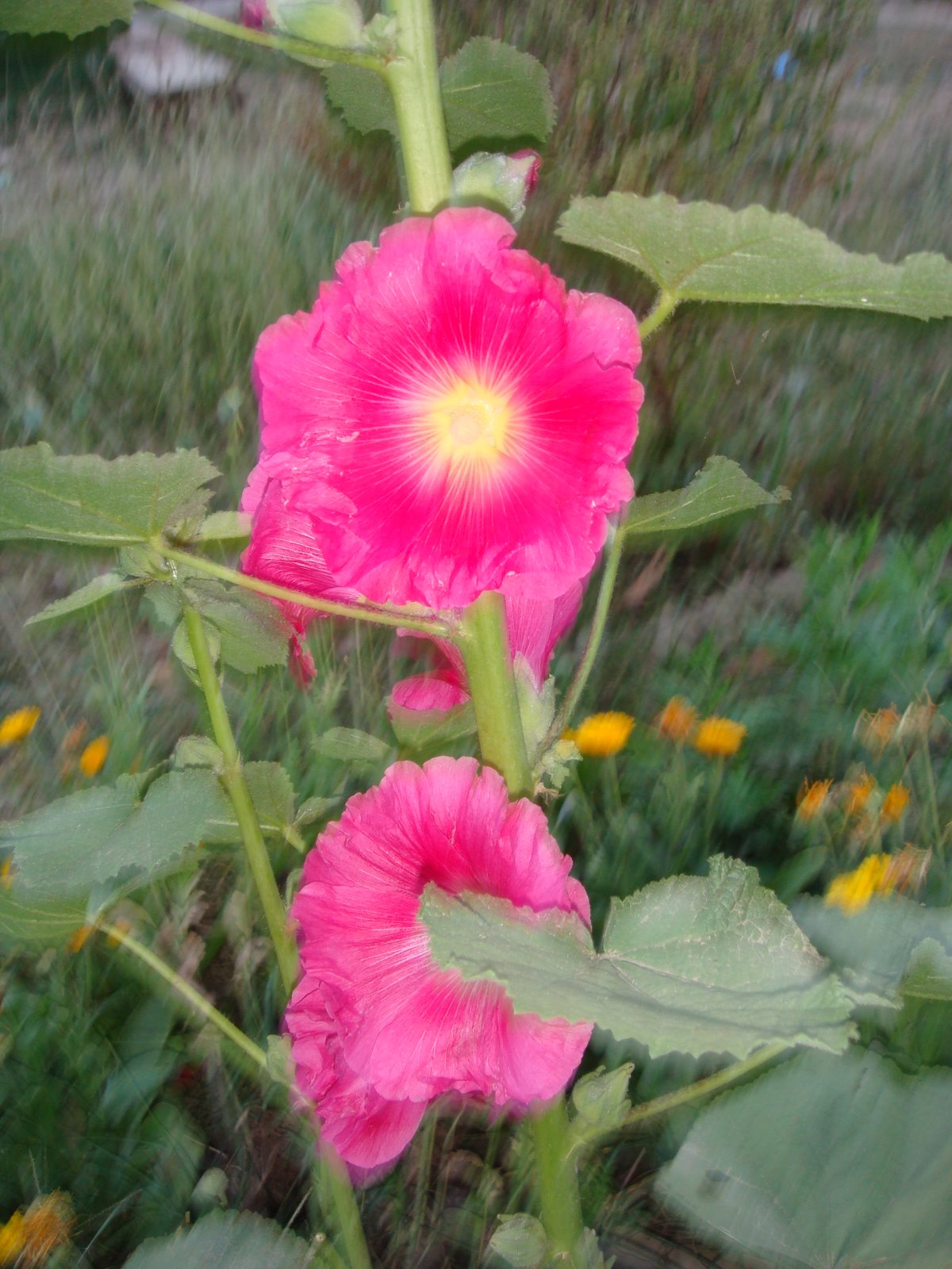 [DSC01397.JPG]