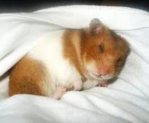 hamster lover: JENIS JENIS HAMSTER