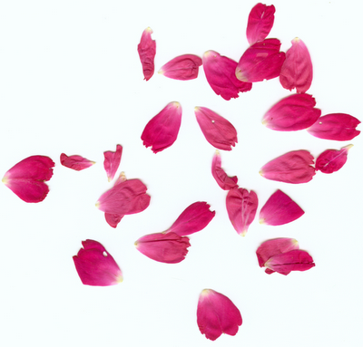 Spezzo petali