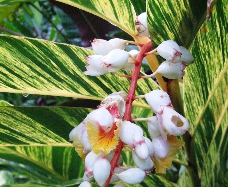 El Arish Tropical Exotics Lush Tropical Plants for Australia Cold