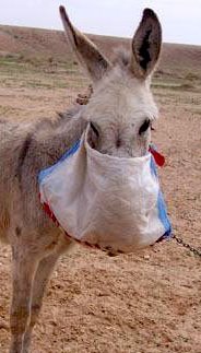[صورة: donkey2.jpg]
