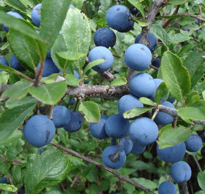 Sloe Bush