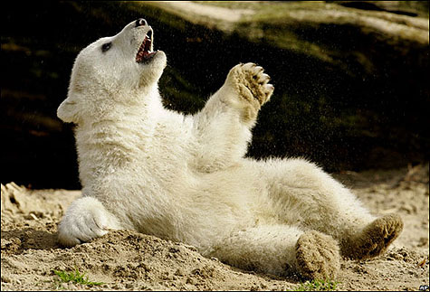 [urso-polar-knut-1.jpg]