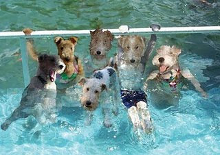 Doggies+and+kitties