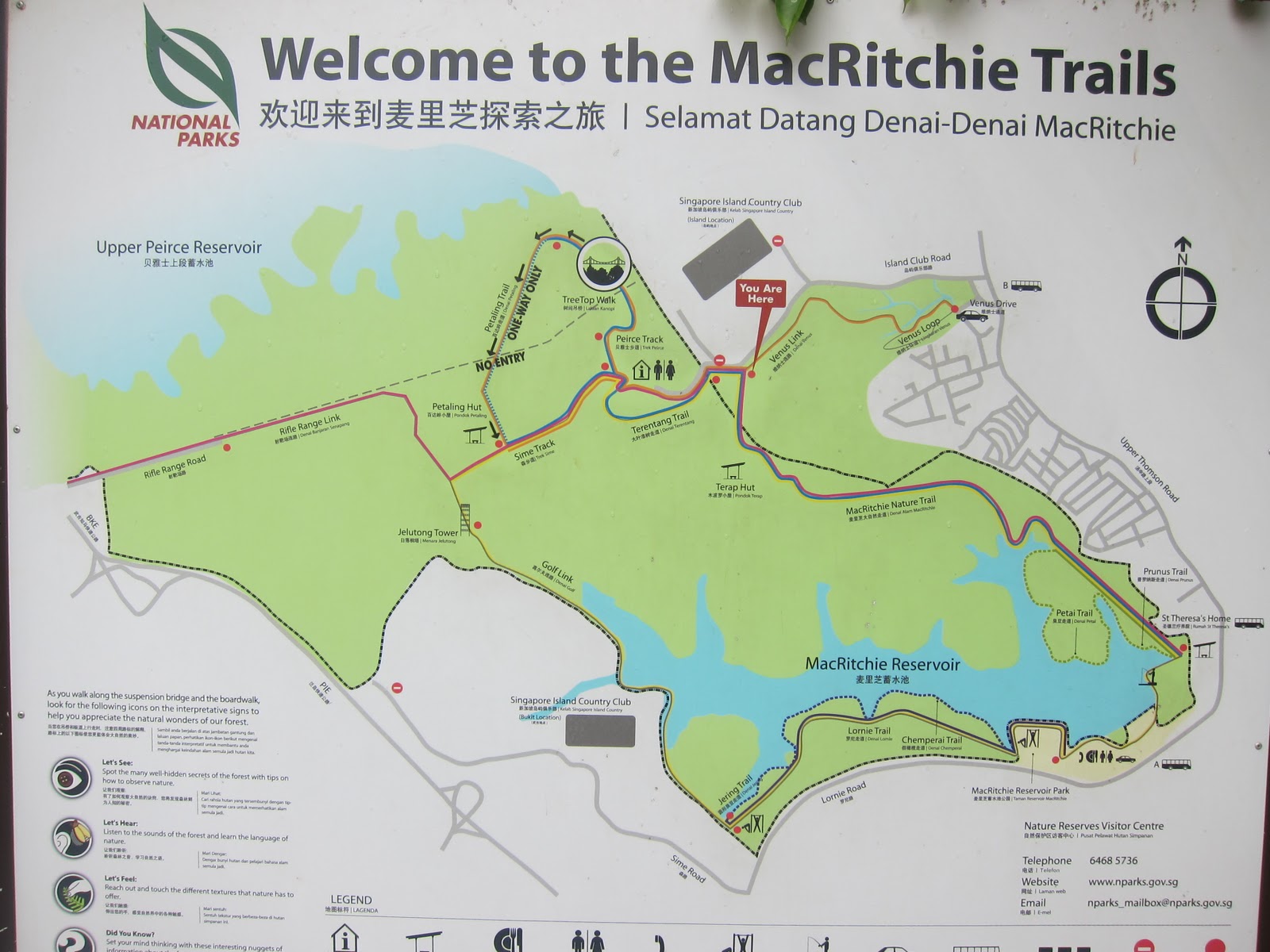 The Journey Beyond Quarter Century MacRitchie Tree Top Trail