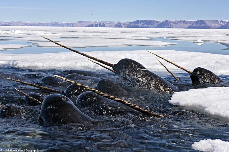 اغرب الحيوانات في العام Narwhal2%2BPaul%2BNicklen%2BNatgeo%2B