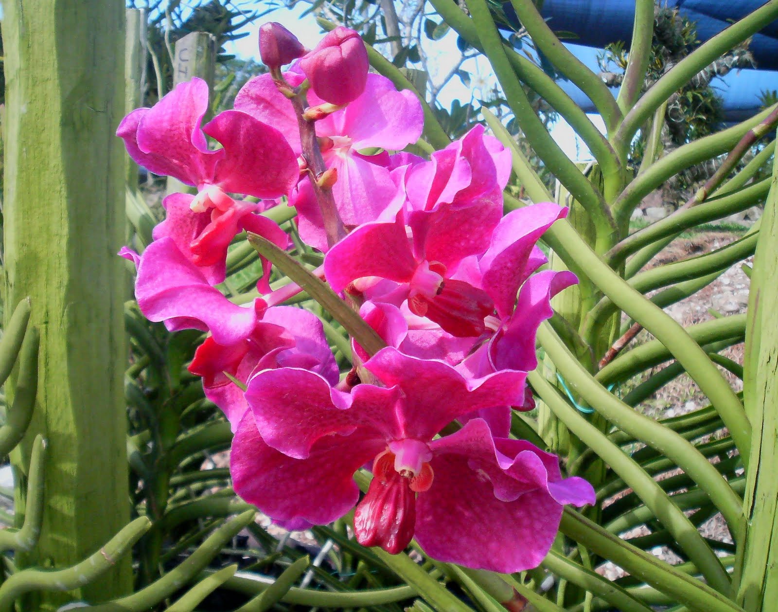 All The Plants (2nd Ed.) Vanda &quot;Taib&quot;