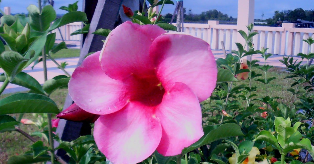 All The Plants (2nd Ed.) Allamanda hybrids