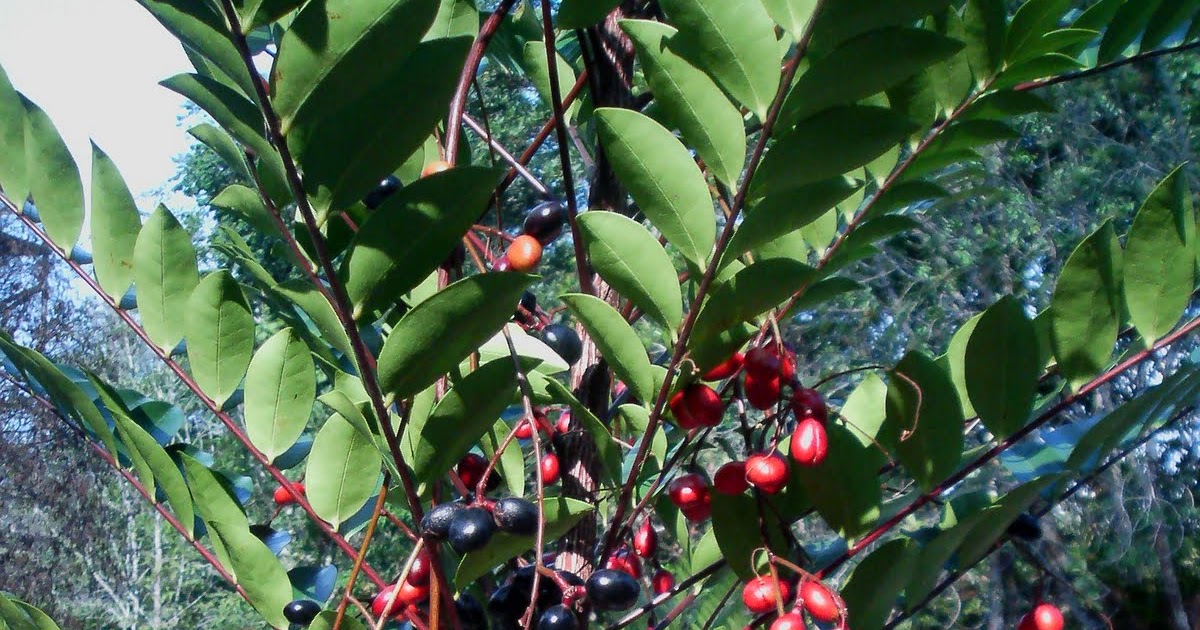 All The Plants (2nd Ed.) longifolia ( Tongkat Ali)