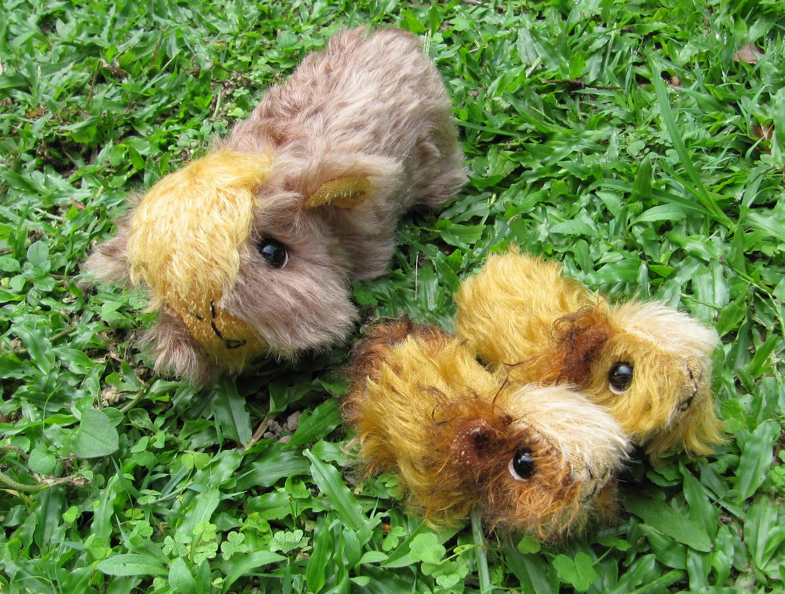 The Inner World of Emma's Bears New Guinea Pig Family Cherry and babies