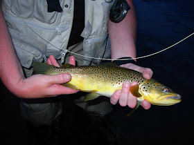 18" brown on size 18 dry fly