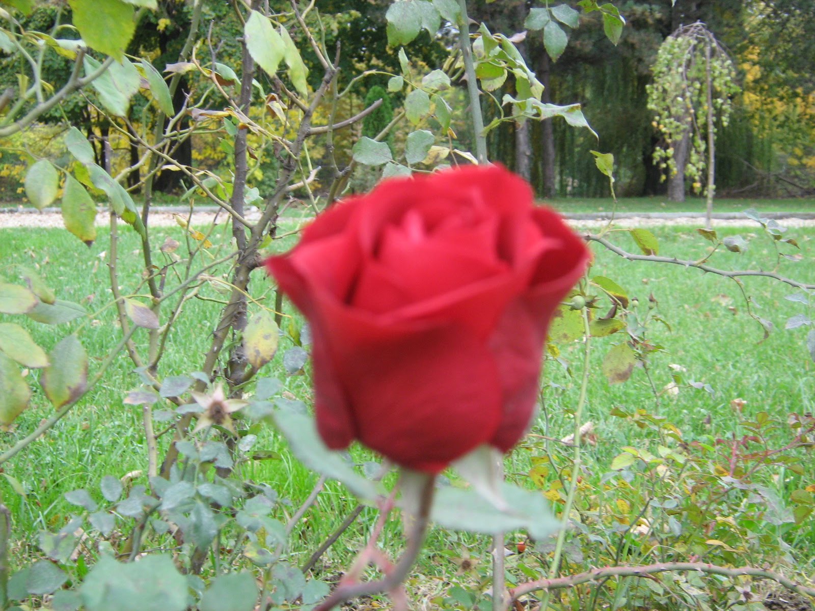 [IMG_0852.JPG]