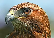 Red Tailed Hawk Nest