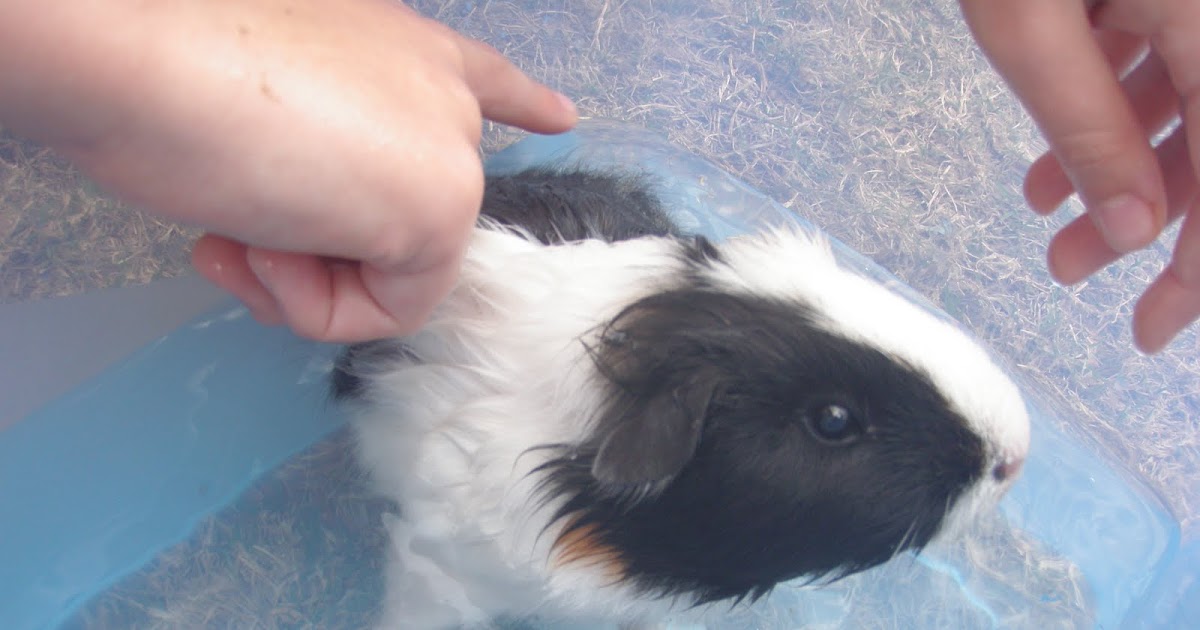 my stuff Washing the guinea pigs