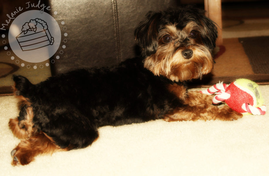 [031310Bella2sfw.jpg]