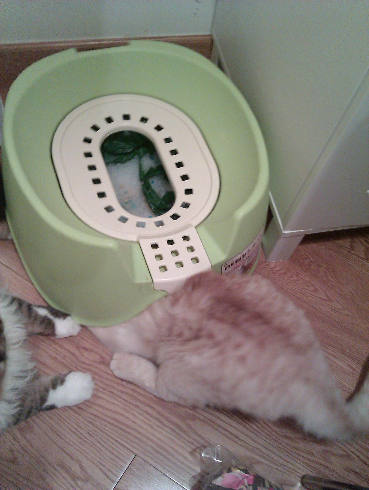 Mini Meows: How to use a Japanese cat toilet