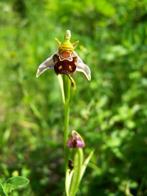orchidee orchis apifera pidic encadrees lormont parc ermitage bordeaux gironde