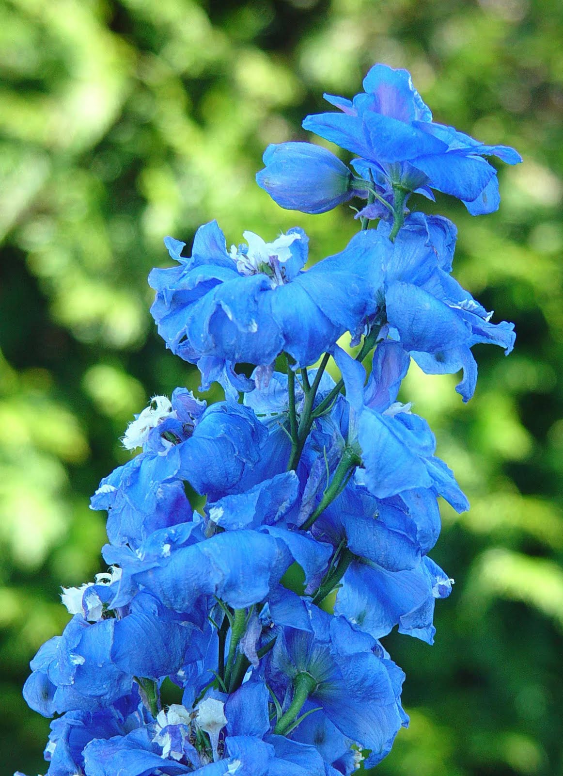 petit fleur events seaside event ocean blue sea green petit fleur events seaside event ocean blue sea green