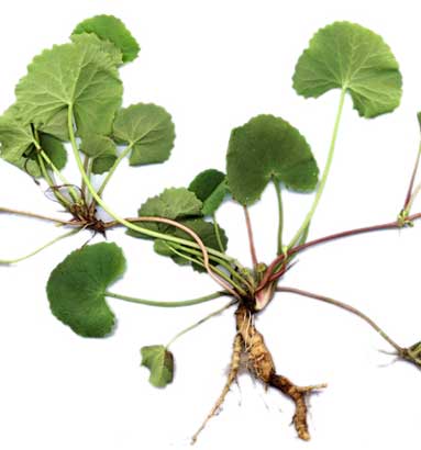 New ayurvedic medicine for diabetes in india