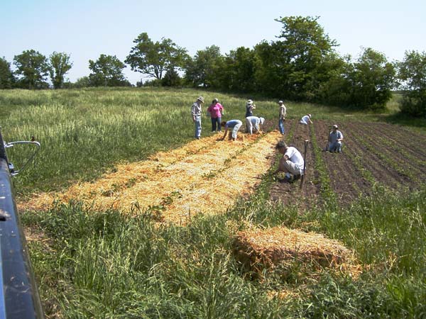 [strawberry+member+mulch+051907.jpg]