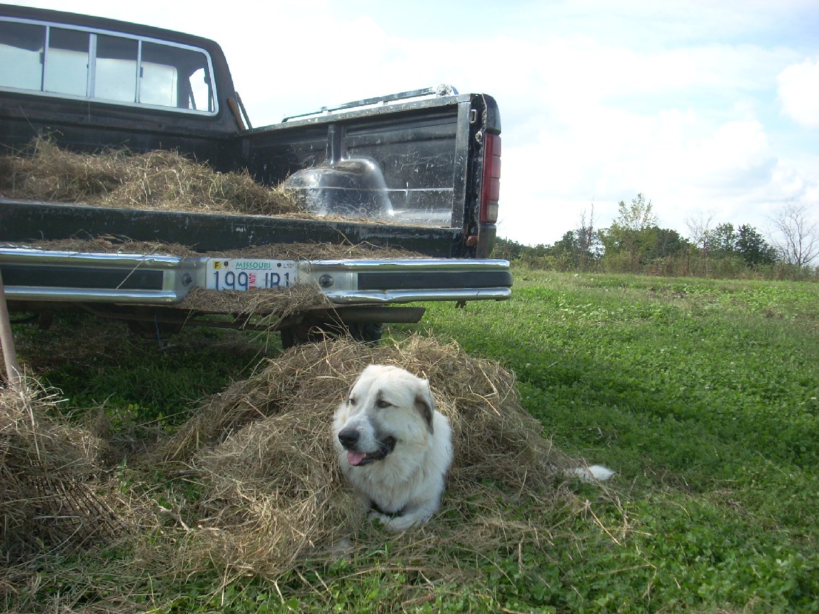 [mulching+rocky+092908.jpg]