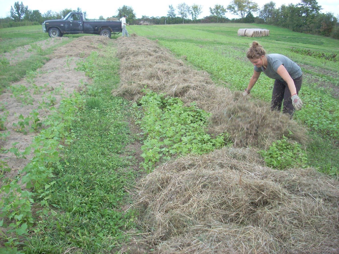 [mulching+notill+092908.jpg]