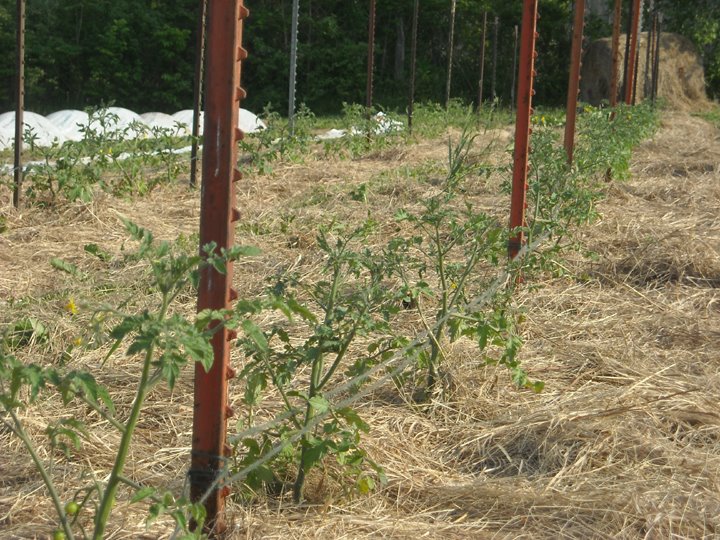 [tomatoes+052209.JPG]