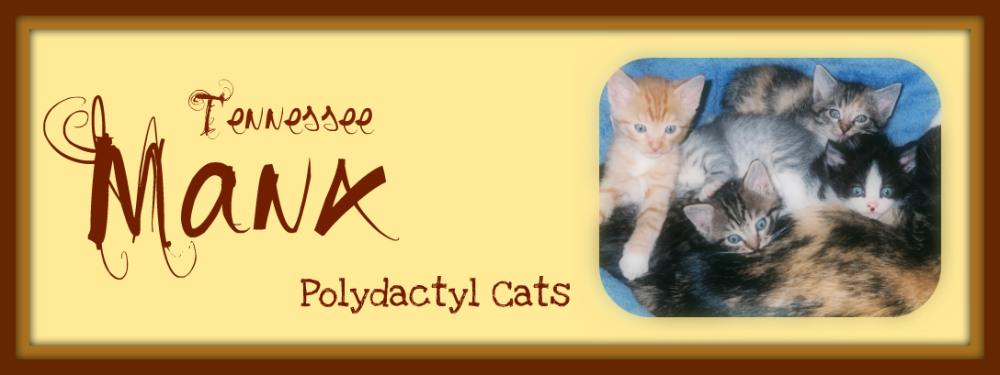 Polydactyl Manx Cats